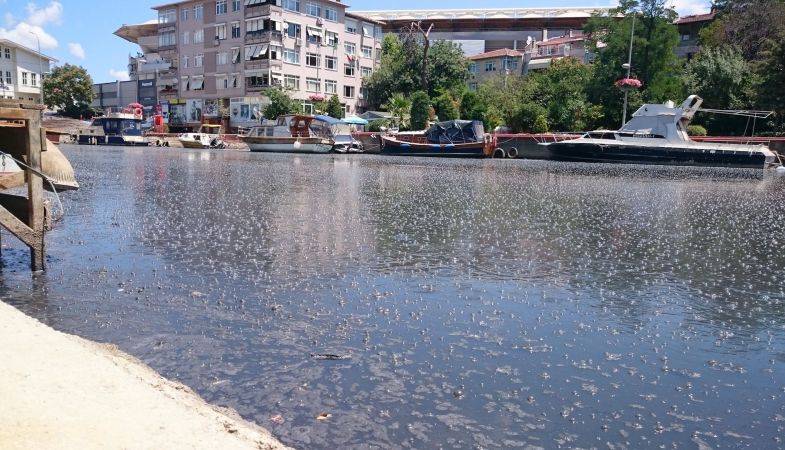 Kadıköy Belediyesi’nden Kurbağalıdere’ye Otele İtiraz
